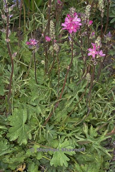 sidalcea oregana ssp oregana 1 graphic